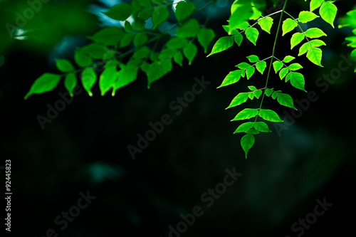 nature background, selective focus
