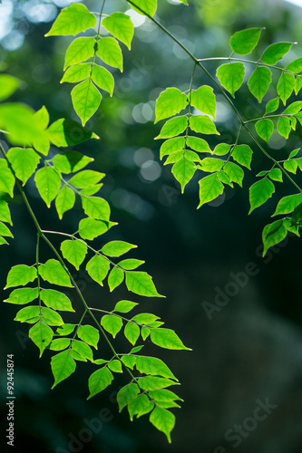 nature background, selective focus