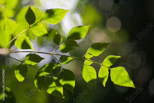 nature background, selective focus