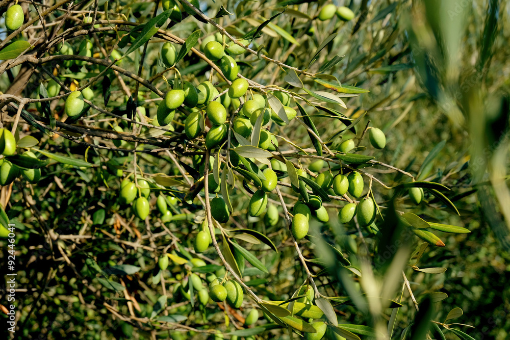 Obraz premium Olives de Provence