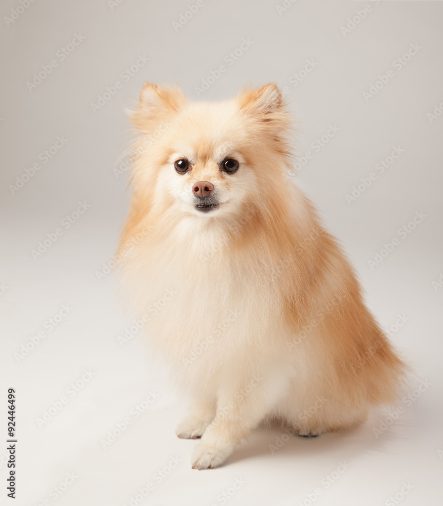 Pomeranian dog - high key, not isolated