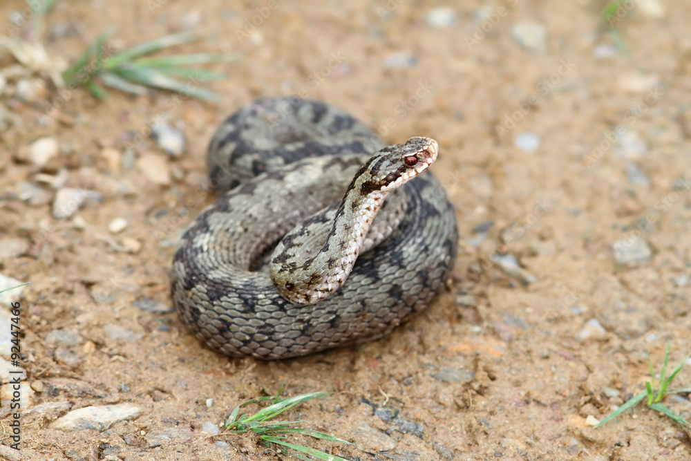 Fototapeta premium female vipera berus