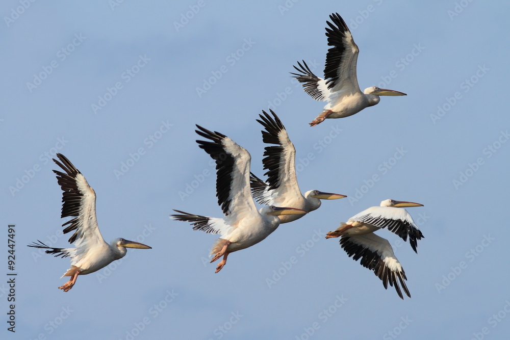 Obraz premium group of great pelicans in flight