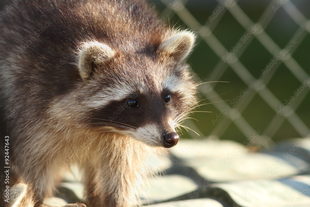Obraz premium raccoon portrait at the zoo