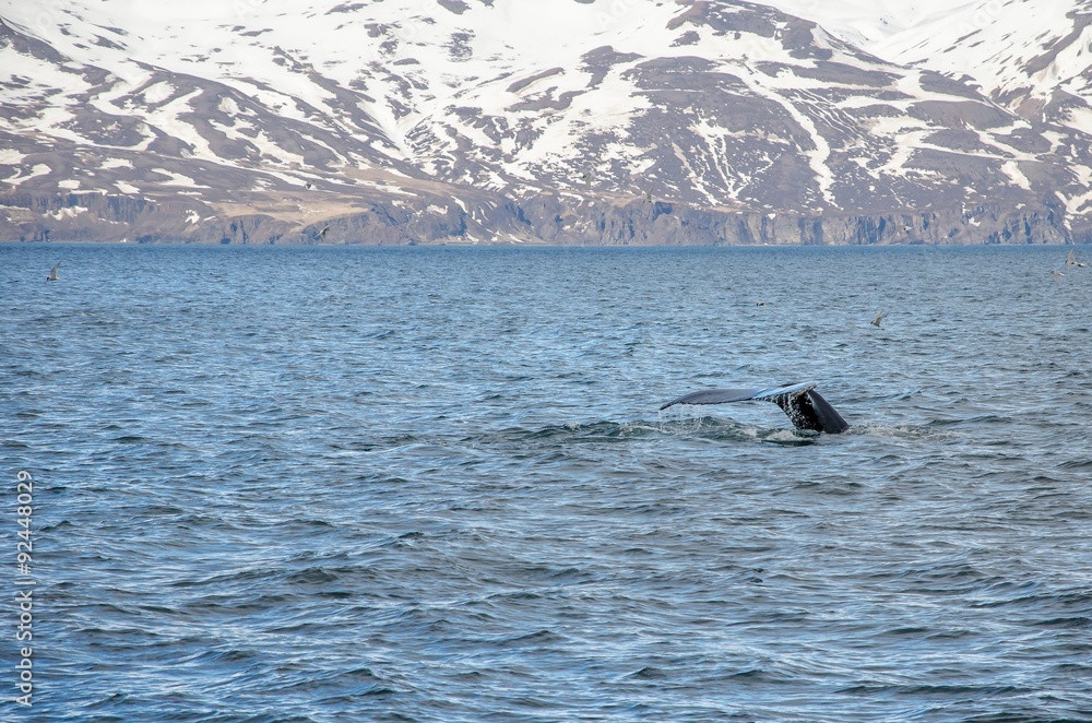 Fototapeta premium Buckelwale