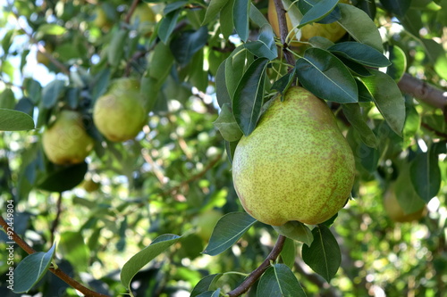 pear tree photo