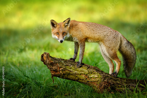Εκτύπωση καμβά Red fox standing on tree trunk