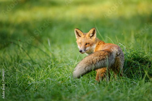 Red fox looking behind in green grass