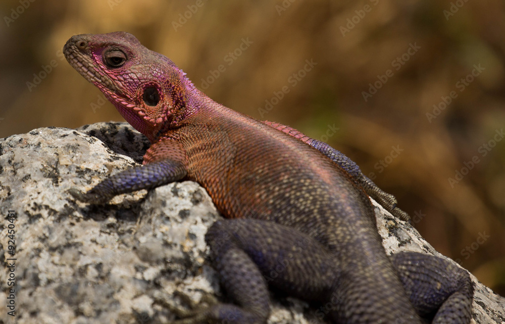The Agama Lizard The Agama Lizard