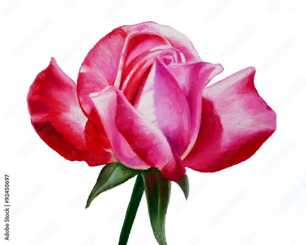 pink rose drawn with oil pastels, beautiful painted tea rose with open petals for valentines day or mothers day 