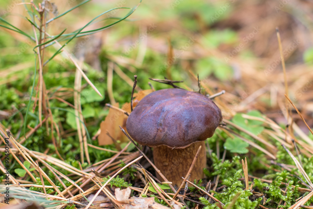 Boletus badius grows in the forest during fall. Raw forest capture. Boletus badius grows in the forest during fall. Raw forest capture.