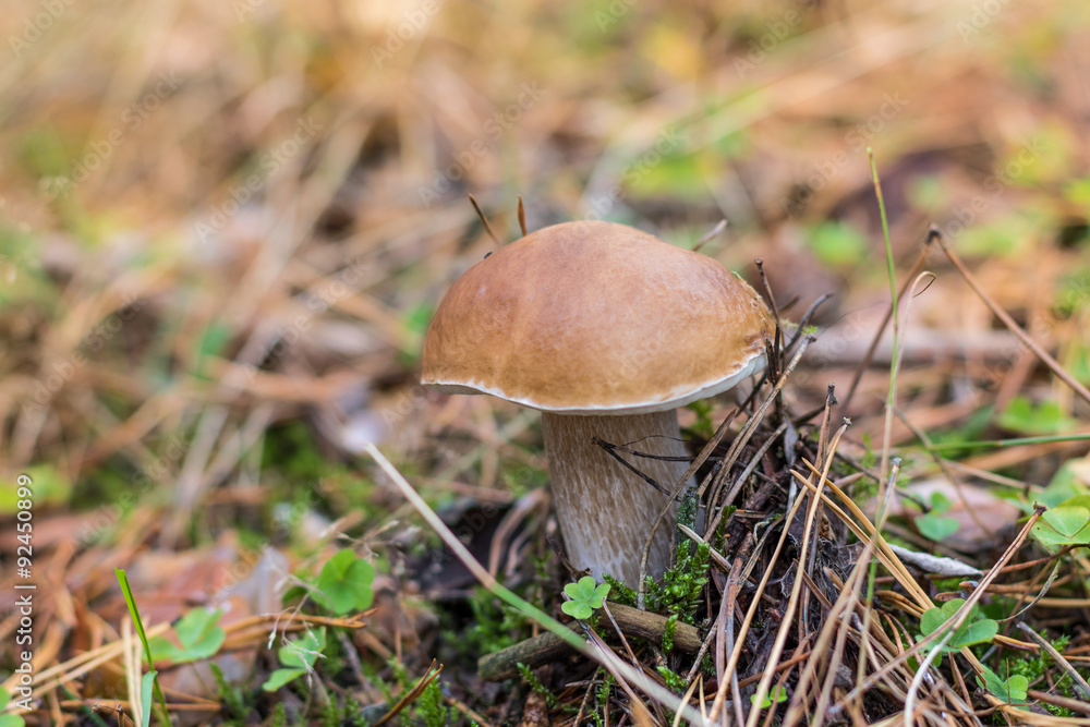 Boletus edulis grows in the forest during fall. Raw forest capture. Boletus edulis grows in the forest during fall. Raw forest capture.