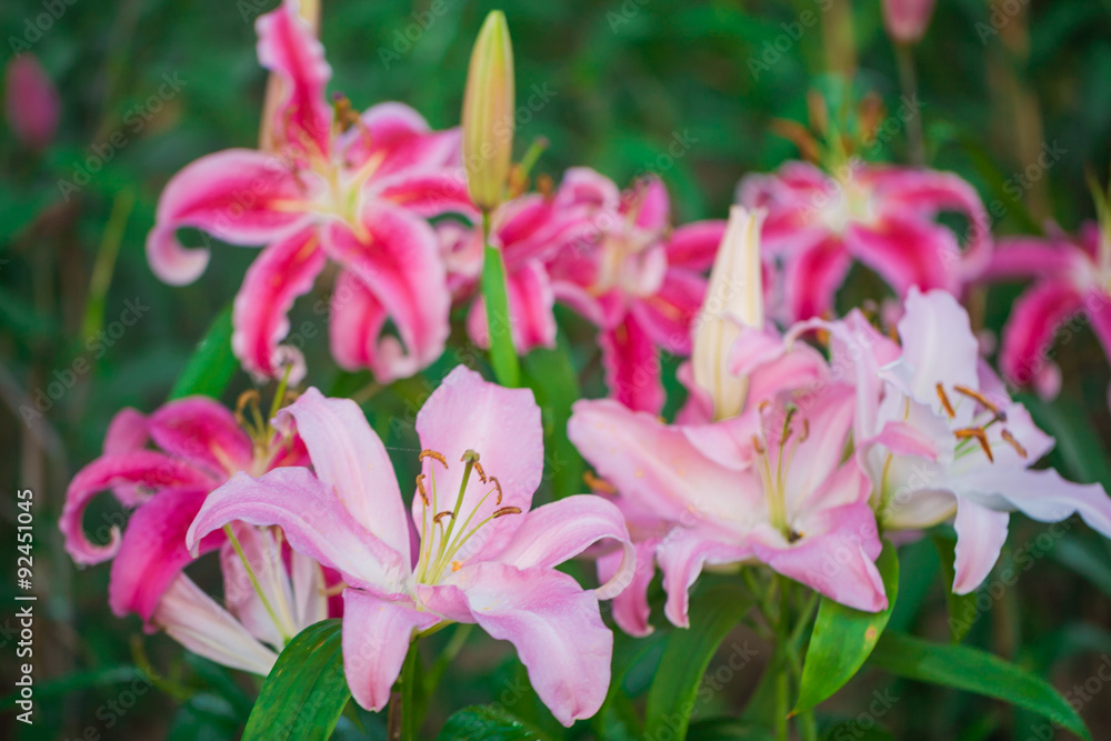 Pink and Yellow Day lily Blossoms