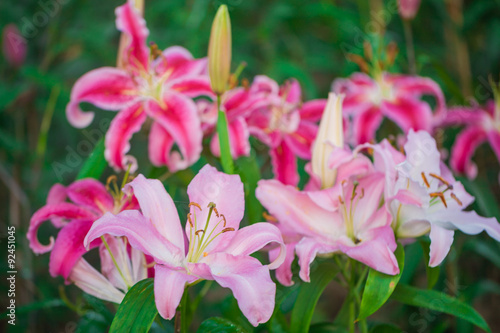 Pink and Yellow Day lily Blossoms