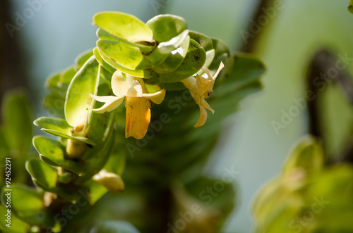 Dendrobium ellipsophyllum is beautiful flower and have white, ye © Visanuwit