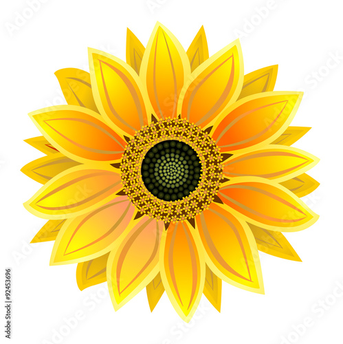 Fototapeta Naklejka Na Ścianę i Meble -  sunflower, realistic illustration vector eps 10