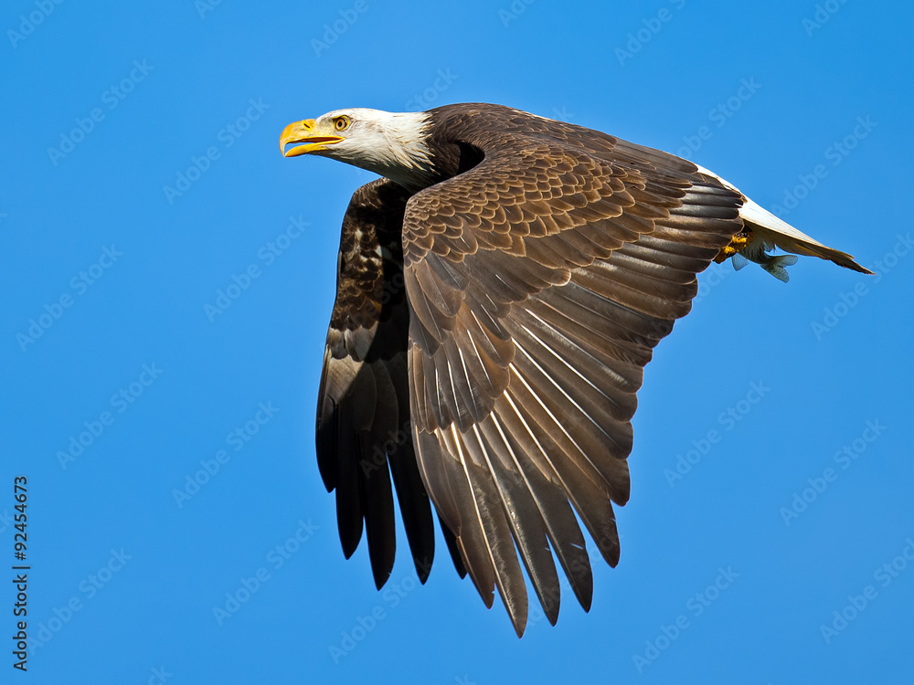 Obraz premium American Bald Eagle in Flight