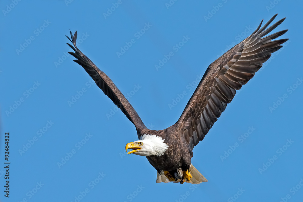 Obraz premium American Bald Eagle in Flight