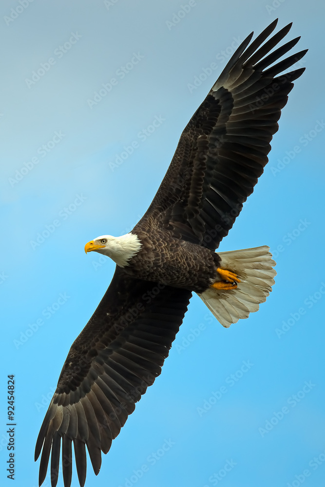Obraz premium American Bald Eagle in Flight