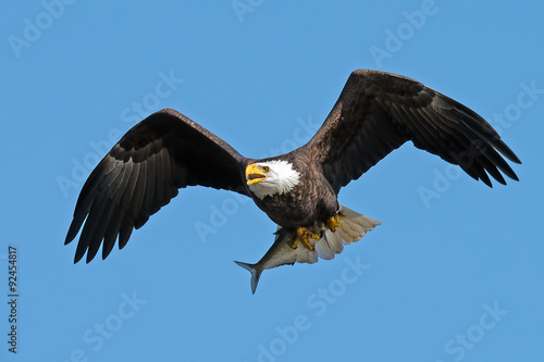 American Bald Eagle in Flight with Fish © Brian E Kushner