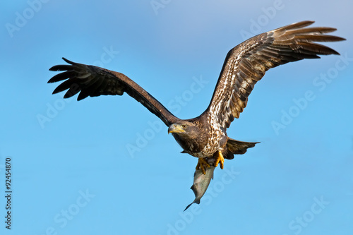 Juvenile American Bald Eagle in flight with Fish