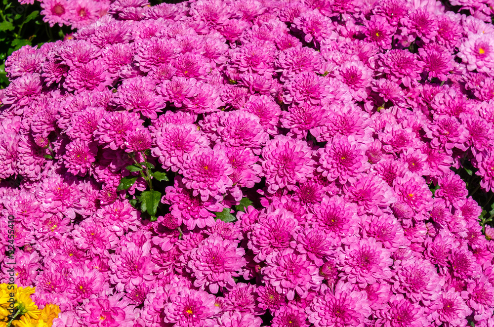 Bright colors of chrysanthemum