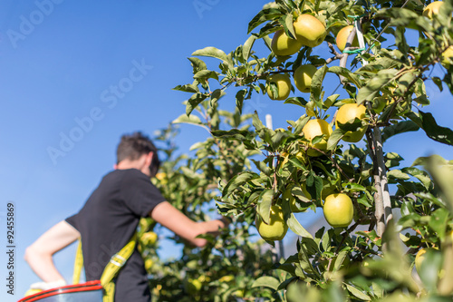 Man picking green apples