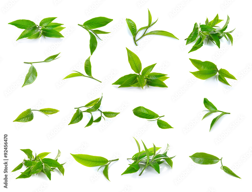 Fresh green tea leaf on white background - obrazy, fototapety, plakaty 