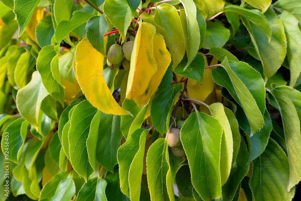reife Kiwi Früchte im Garten im Herbst Stock Photo | Adobe Stock
