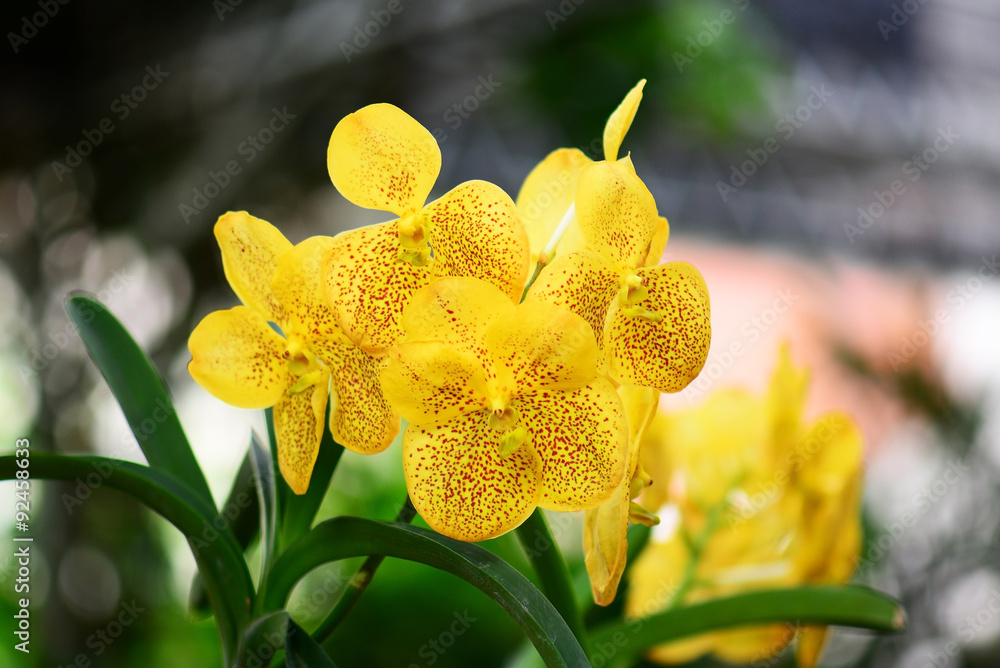 Fototapeta premium Beautiful yellow orchid flowers