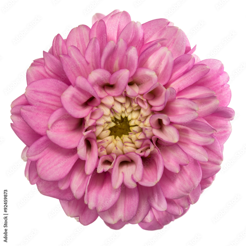 Pink dahlia isolated Pink dahlia isolated