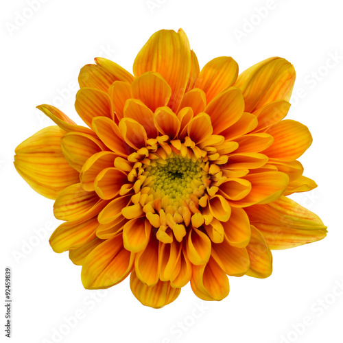 Orange chrysanthemum isolated