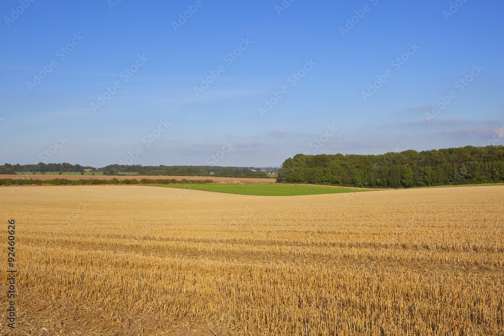 harvested wheat field