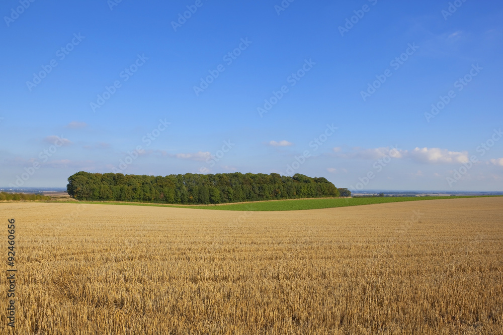 a small woodland beside a harvested wheat field