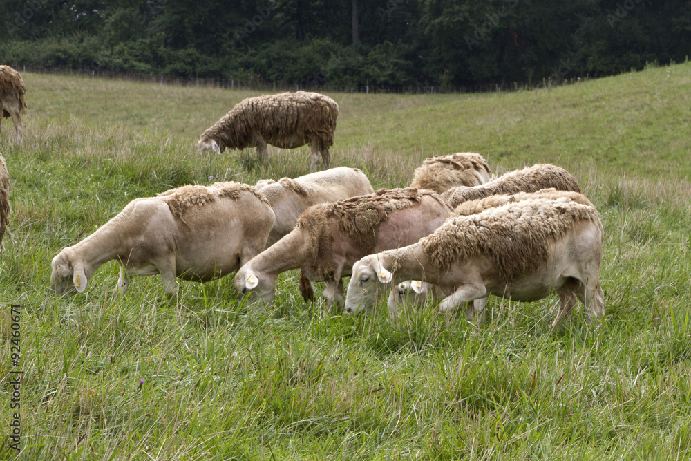 Obraz premium Woolly Sheep Grazing in a Summer Meadow