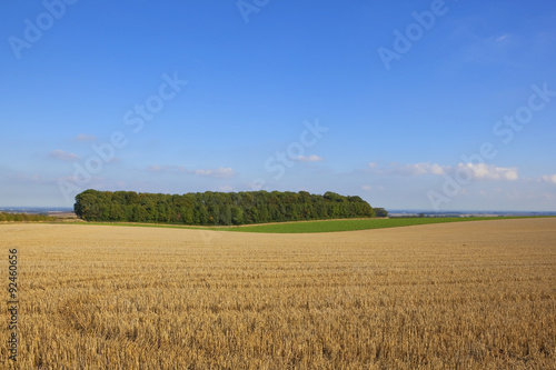 Obraz na płótnie a small woodland beside a harvested wheat field w salonie