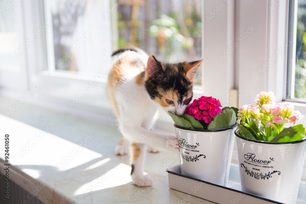 Türkisch Van Katze riecht die Blume Stock Photo | Adobe Stock