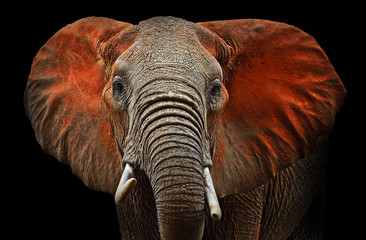 Papier peint photo Éléphant Éléphants du parc de Tsavo  © kyslynskyy