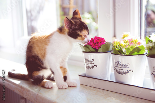 Türkisch Van Katze riecht die Blume photo