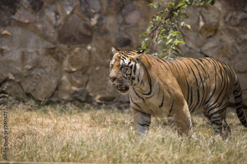 Fototapeta Naklejka Na Ścianę i Meble -  Portrait of male tiger in different actiond