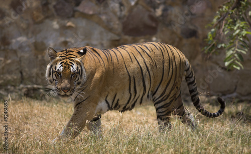 Fototapeta Naklejka Na Ścianę i Meble -  Portrait of male tiger in different actiond