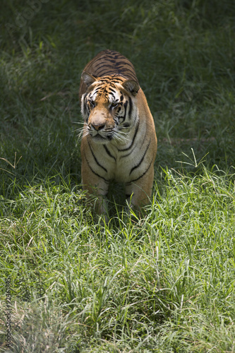 Fototapeta Naklejka Na Ścianę i Meble -  Portrait of male tiger in different actiond
