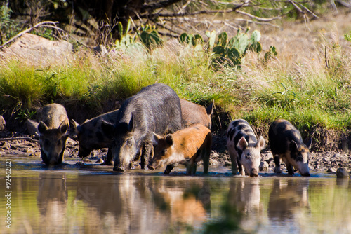Billede på lærred Thirsty Pigs