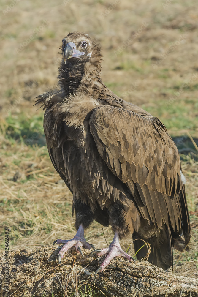 Fototapeta premium black vulture 