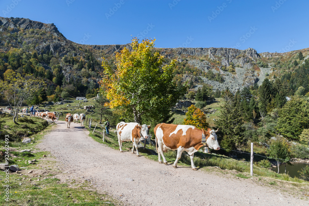 Obraz premium transhumance