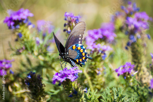 Male Pipevine Swallowtail