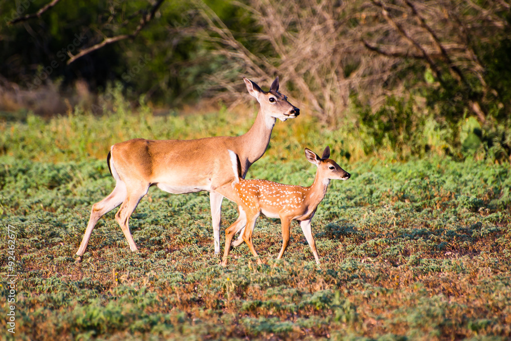 Whitetail fawn and doe Whitetail fawn and doe