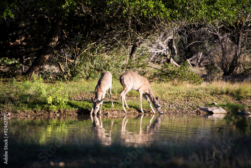 Doe Reflections