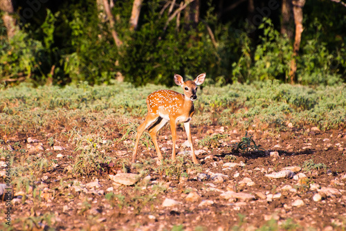 Whitetail Fawn