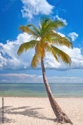 Palm trees on a beautiful sunny summer afternoon in Miami Beach Florida with ocean and blue sky in the background